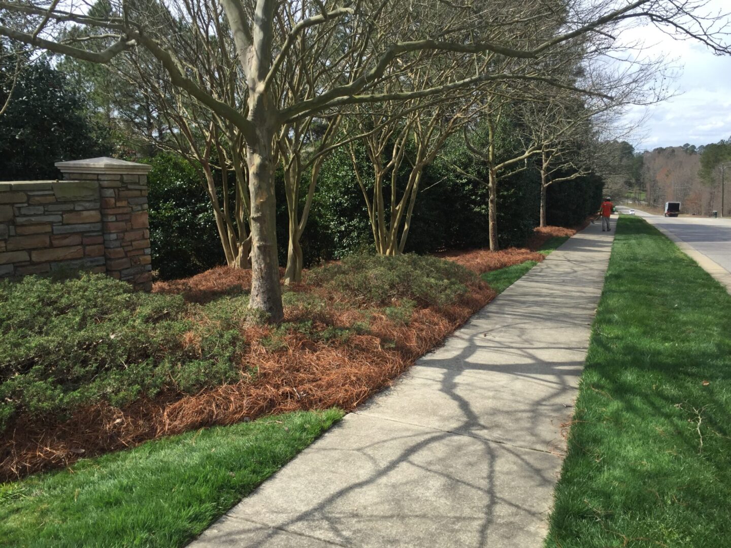 pine straw covering the roots of trees along the sidewalk