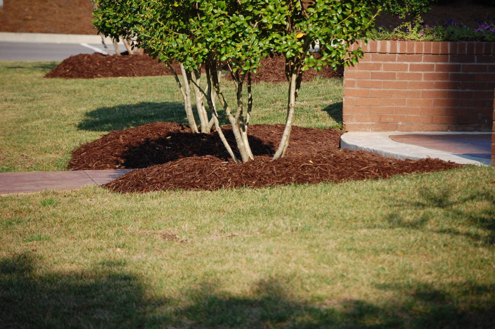 shrubs with mulch covering their roots