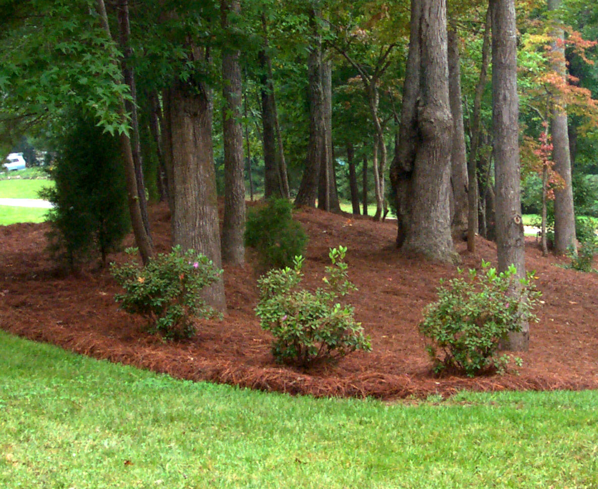 a group of trees lined with mulch on their stumps