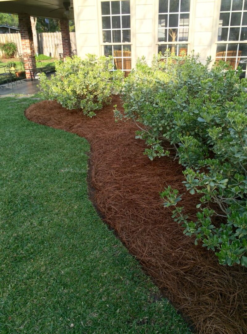 yard shrubs with mulch lining their base