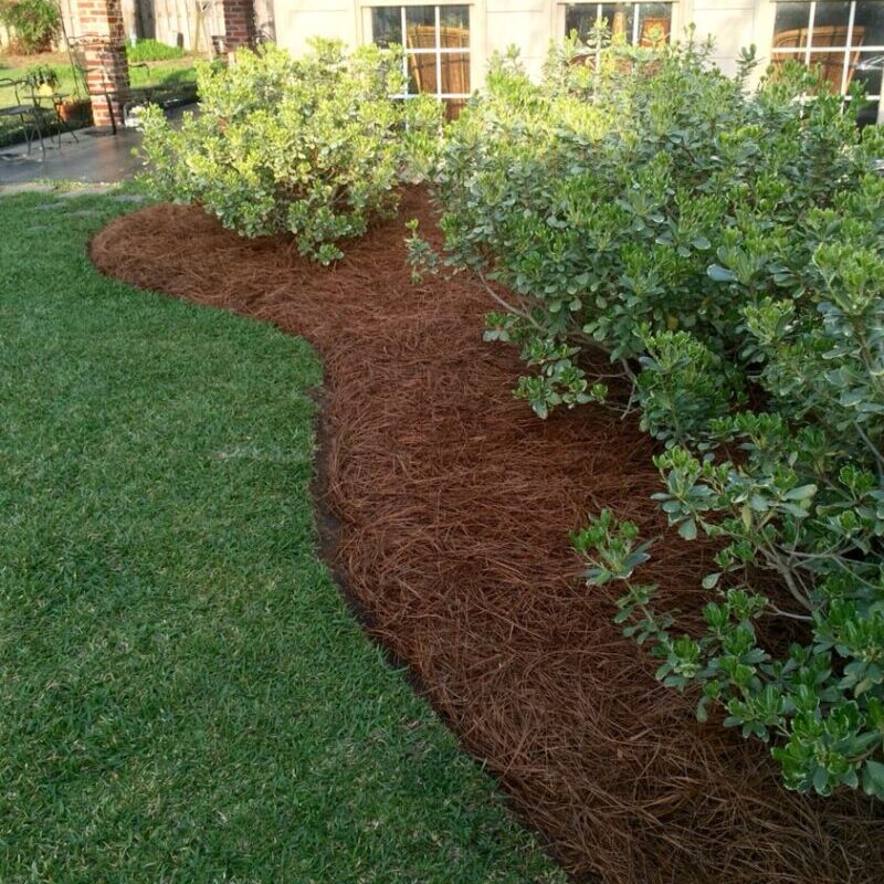 yard shrubs with mulch lining their base